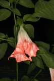 Brugmansia suaveolens 'Pink Beauty' RCP9-09 060.jpg